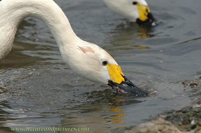 bewick's swan, bewick's swans-2.jpg - BEWICK'S SWAN - SLIMBRIDGE - 2006
